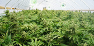 2018 Trump farm bill