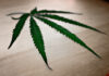 ACI Optimistic for Growth Potential of USMJ, PURA and PJET from Federal Marijuana Legalization